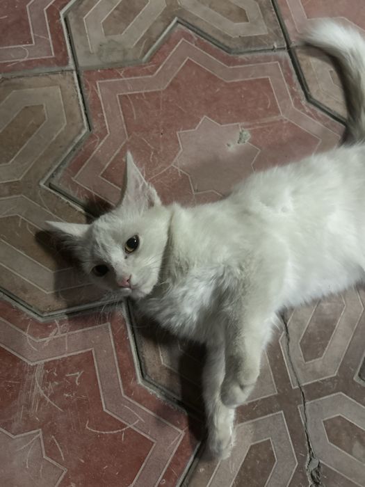 Кошка в добрые руки, 3 месяца