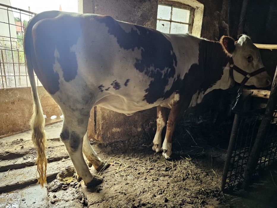 De vânzare junincă Bălțată Românească