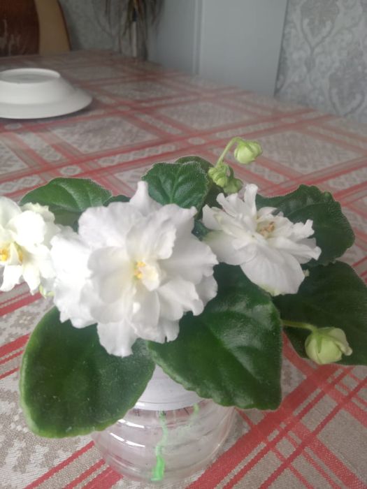 Продам фиалки разные