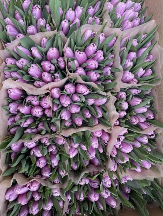 Тюлпаны оптом 650тг с луковицой