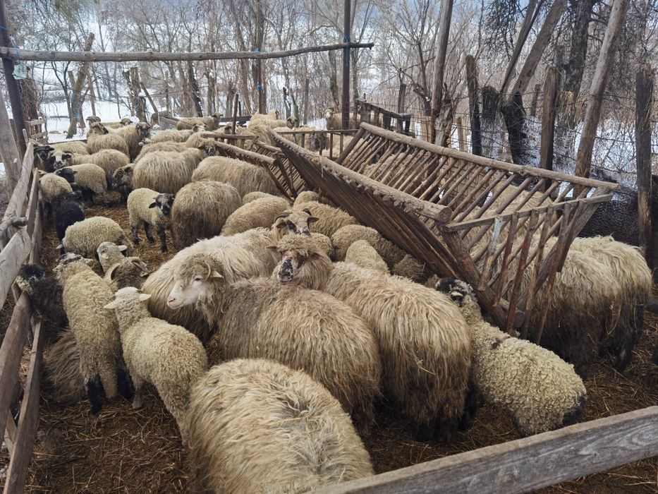 Oi, miei și carlani