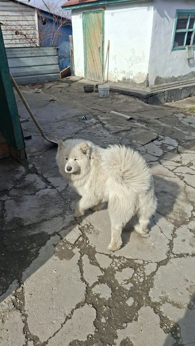 Высокласная Самоедская Собака девочка