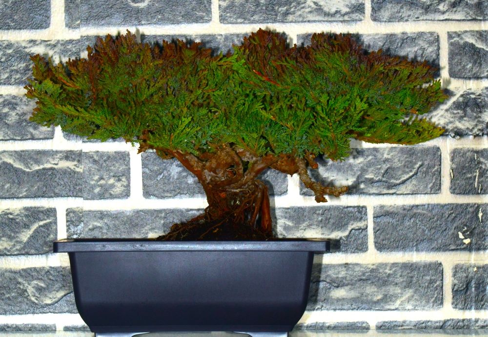 Бонсай авторская работа