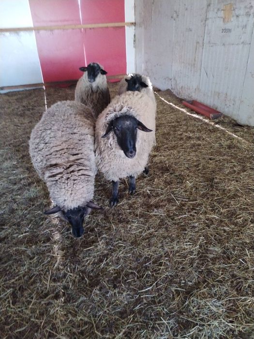 Vand berbeci Suffolk