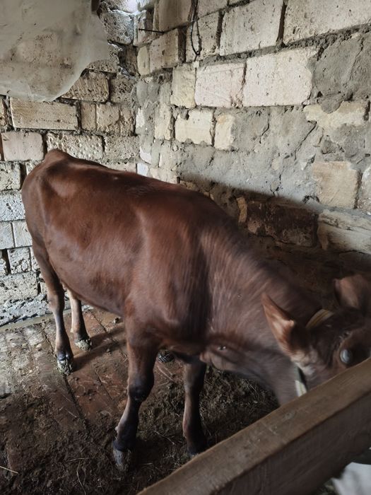 Баспақ сатылады жемде тұрған