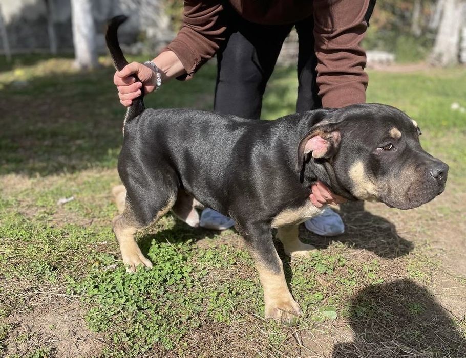 Американско були - покет