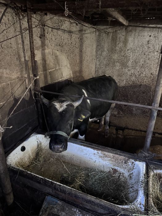 Продам бычков 3 гол