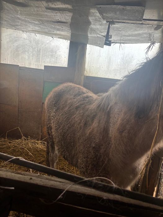 Байтал Кобыла Лошадь Жылқы