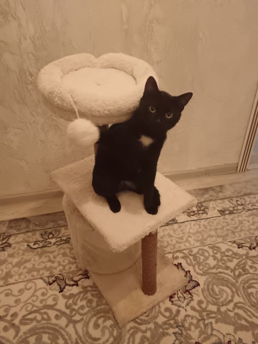 Кошкин дом, коготочки,игрушка включены