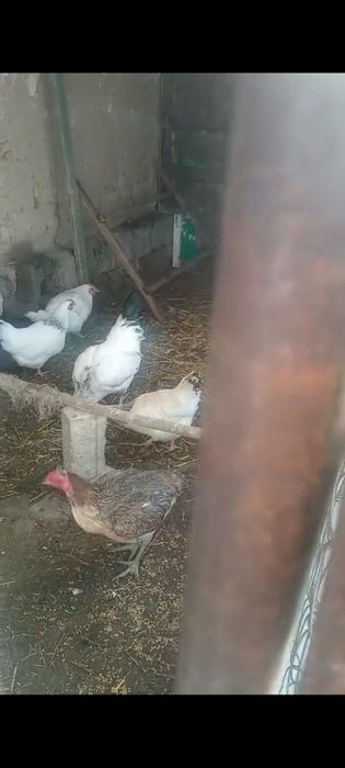 Адлер Адлер Адлер