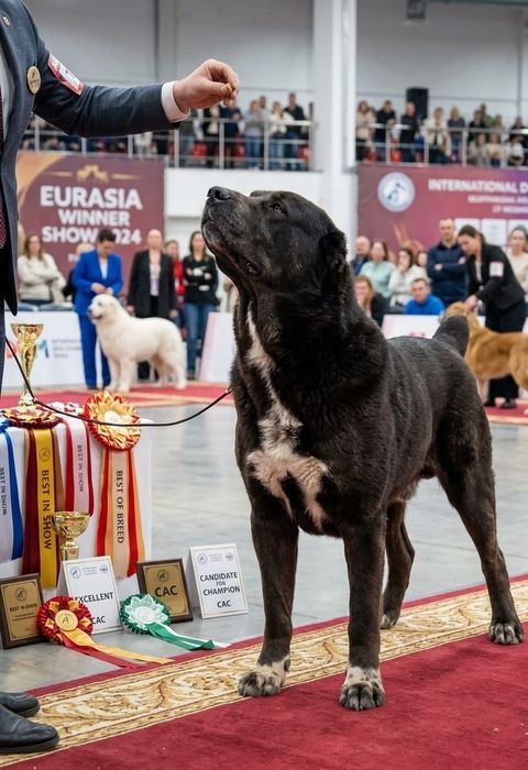 Роскошные щенки Алабая