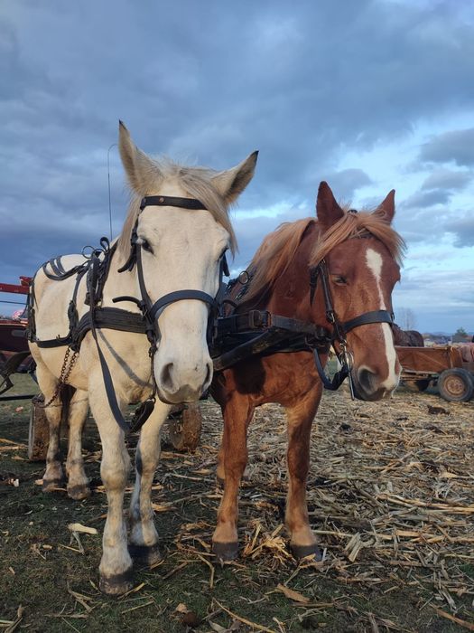 Vand iapa de 9 ani gestanta in 6 luni