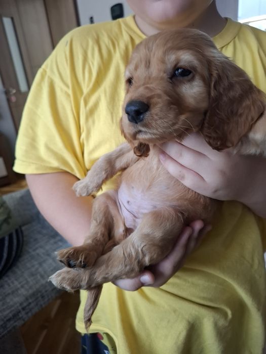 Чистокръвни Кокер шпаньоли