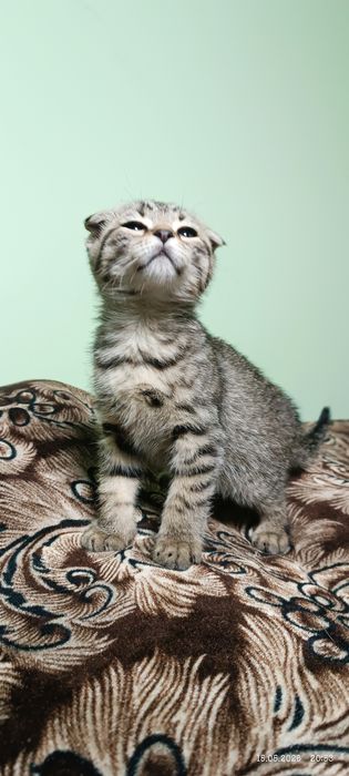 Британские котята