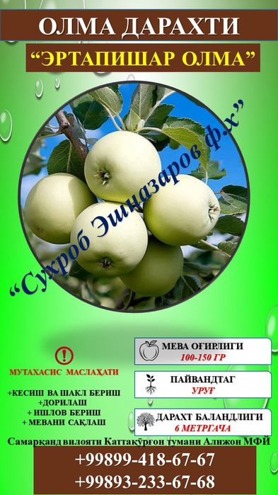 Мевали кўчатлар сифатли ва ишончли