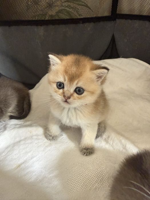 Вязка кот золотой Шиншилла