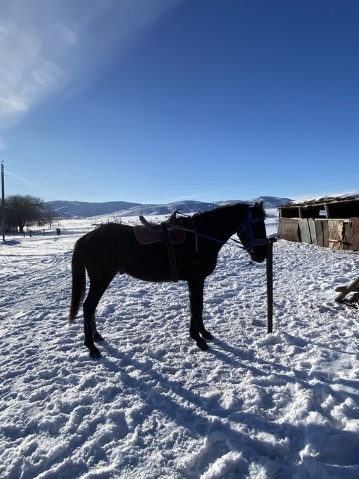 Агылшын айгыр сатылады