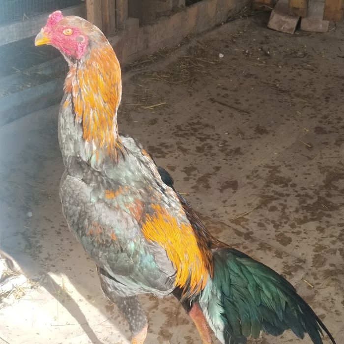 Продам дакана хороших кровей