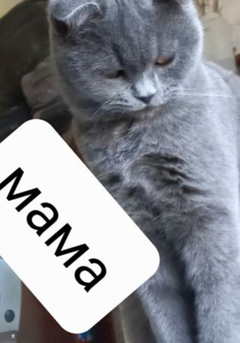 «Премиум-класс» шиншила чиста кровные катят продаётся