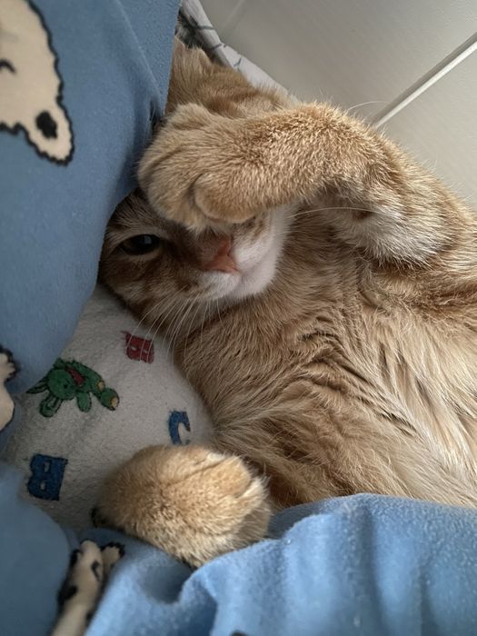 Пристраиваю котика своего