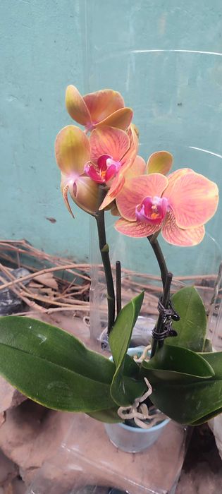 Орхидеи новые в наличии