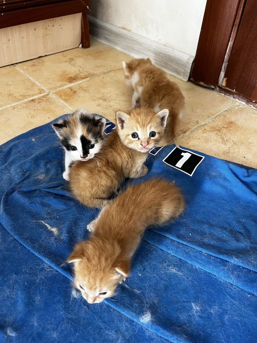 Котенки даром в хорошие руки