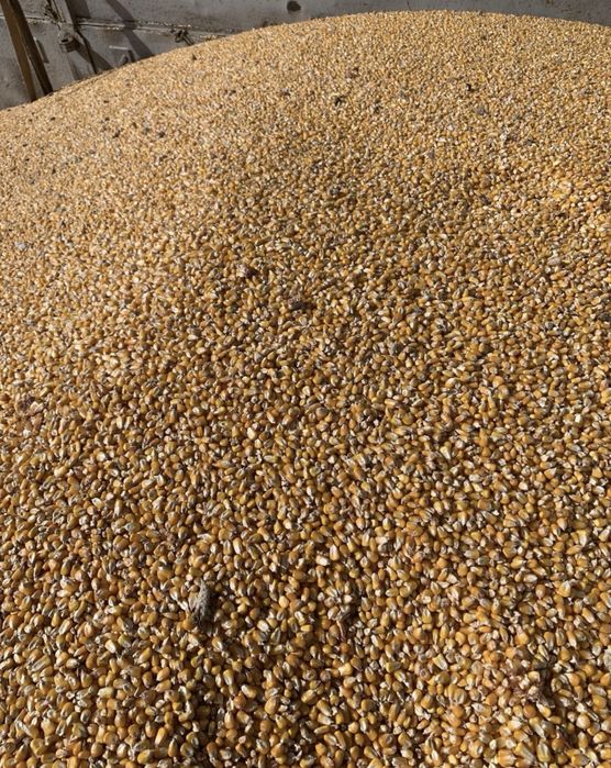 Grau , porumb, Floarea Soarelui recolta 2025