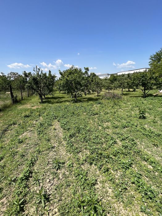 Teren Intravilan 2000 mp-Letea Veche-5 km de Bacau