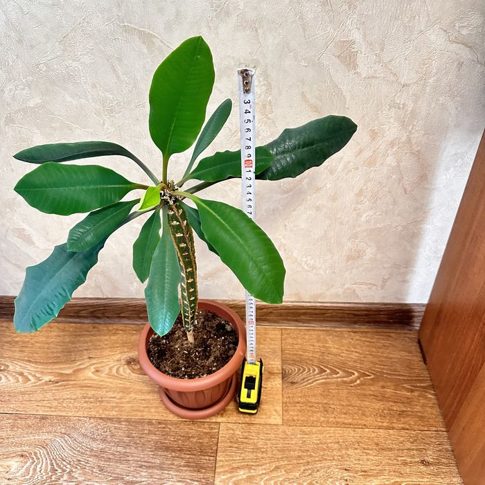 Продам растение Молочай.