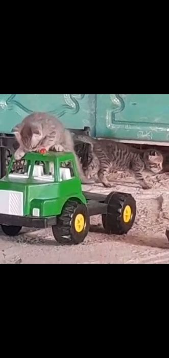 Котята кошка ...