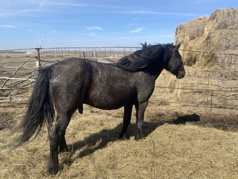айгыр сатылады 2019