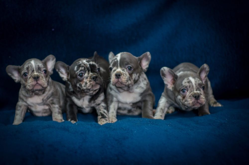 Предлагаю щенков породы французского бульдога