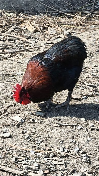 Cocos Araucana de 8 luni