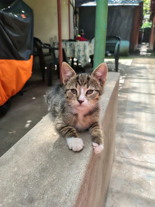 Ofer spre adopție motănel 2 luni
