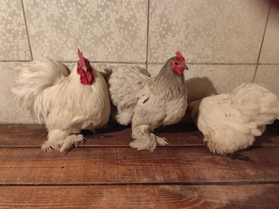 Кохинхины карликовые белые