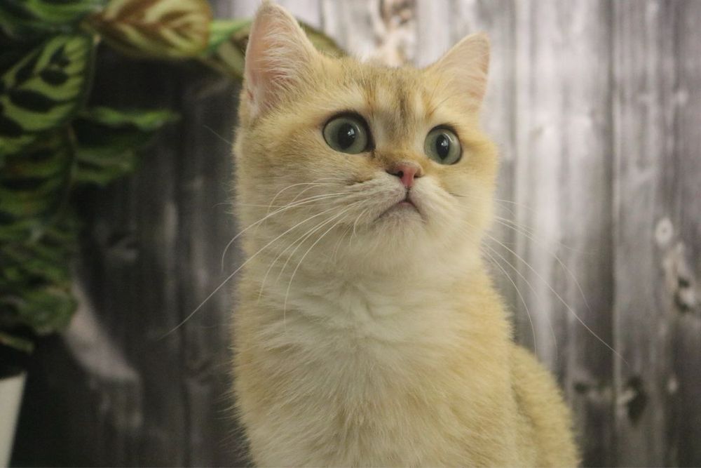 Девочка британка чистокровная