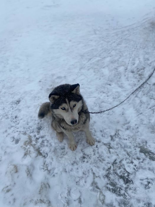 Порода сибирский хаски продаётся
