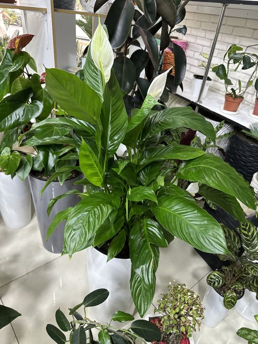 Комнатные растения