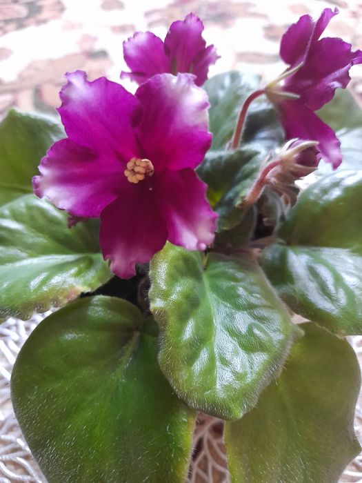 Комнатные фиалки