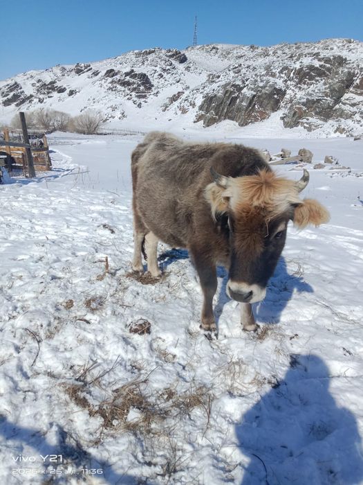 3 буаз сиыр сатылады