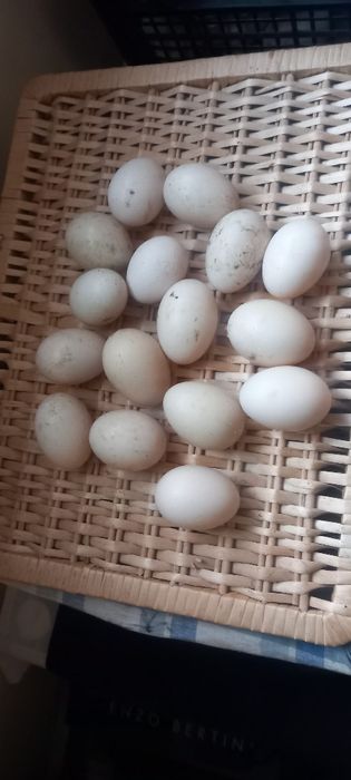 Ouă de rață mută