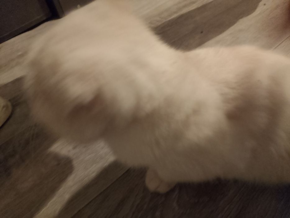 Кошка вихаустая продам