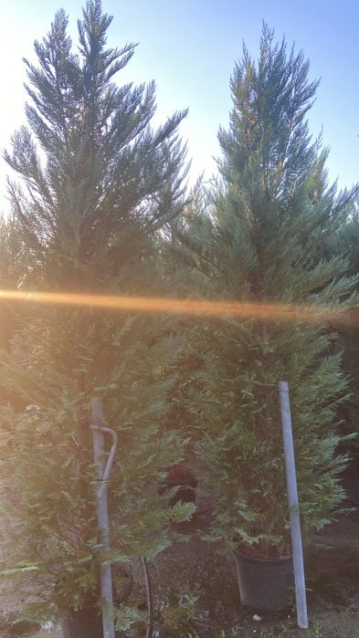 Leylandii 2,70 m 3 m înrădăcinați în ghiveci