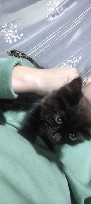 Отдам котика в добрые руки