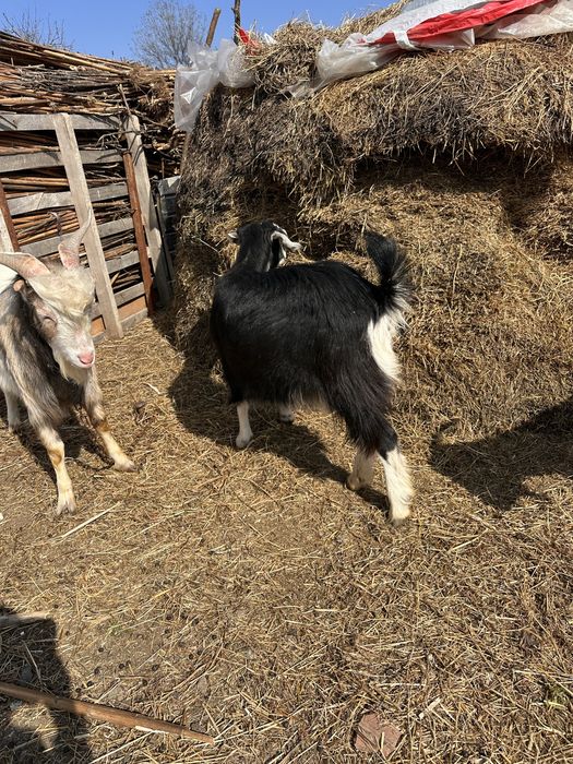 Vand 3 iede si 1 tap