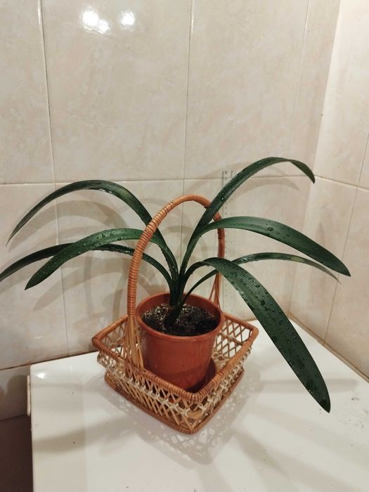 Коледниче, Комплект Мушкато, Кливия, Традесканция, Алиум, Спатифилум