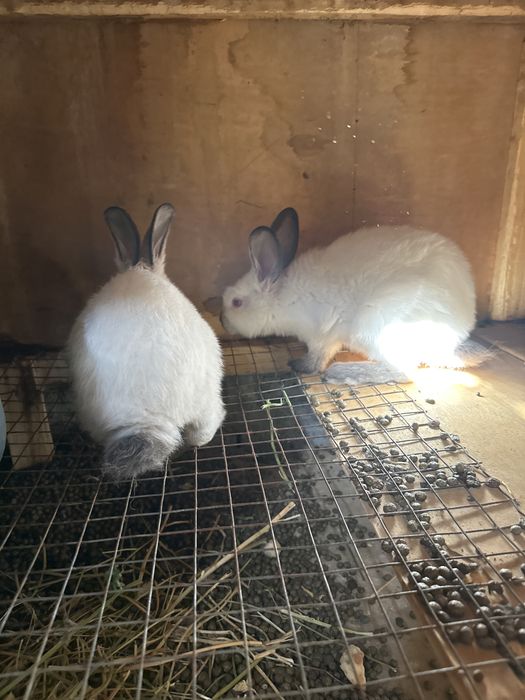 Kaliforniya Quyon bolalari sotiladi  75.dan boshlab  bor yoshiga qarab