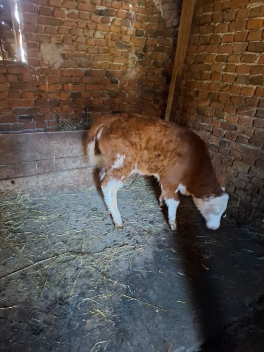 Vițea și tractor de vanzare