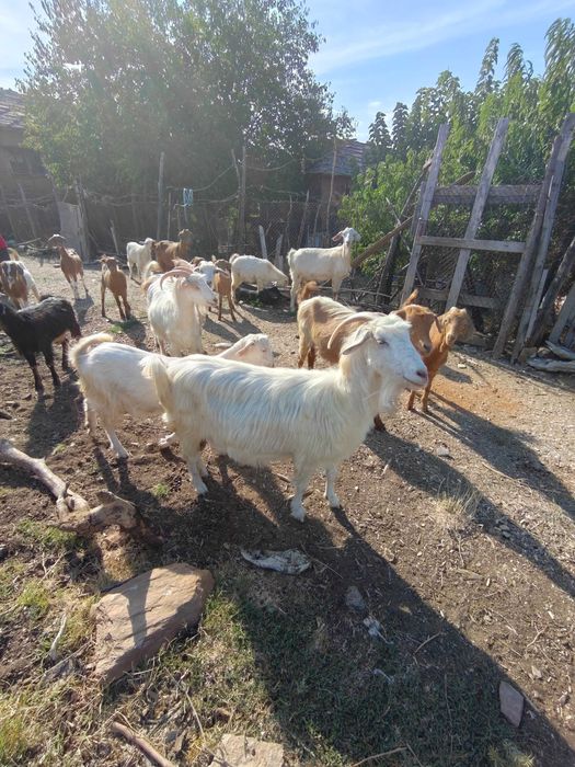 Продавам 8 кози и 4 ярета – обл. Ивайловград