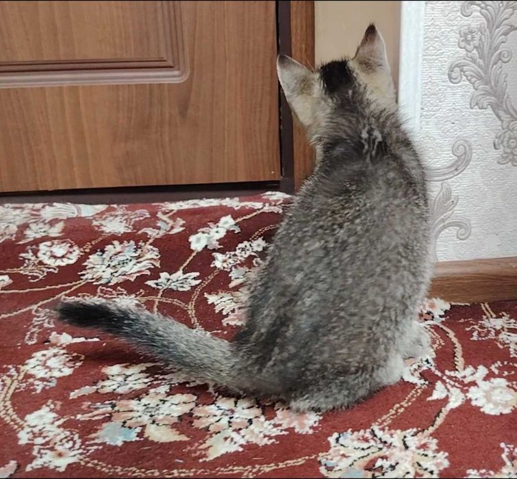 Шотландка страйт 2ойлик